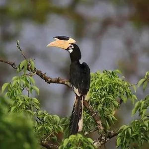 Hostel Sigiri Birds